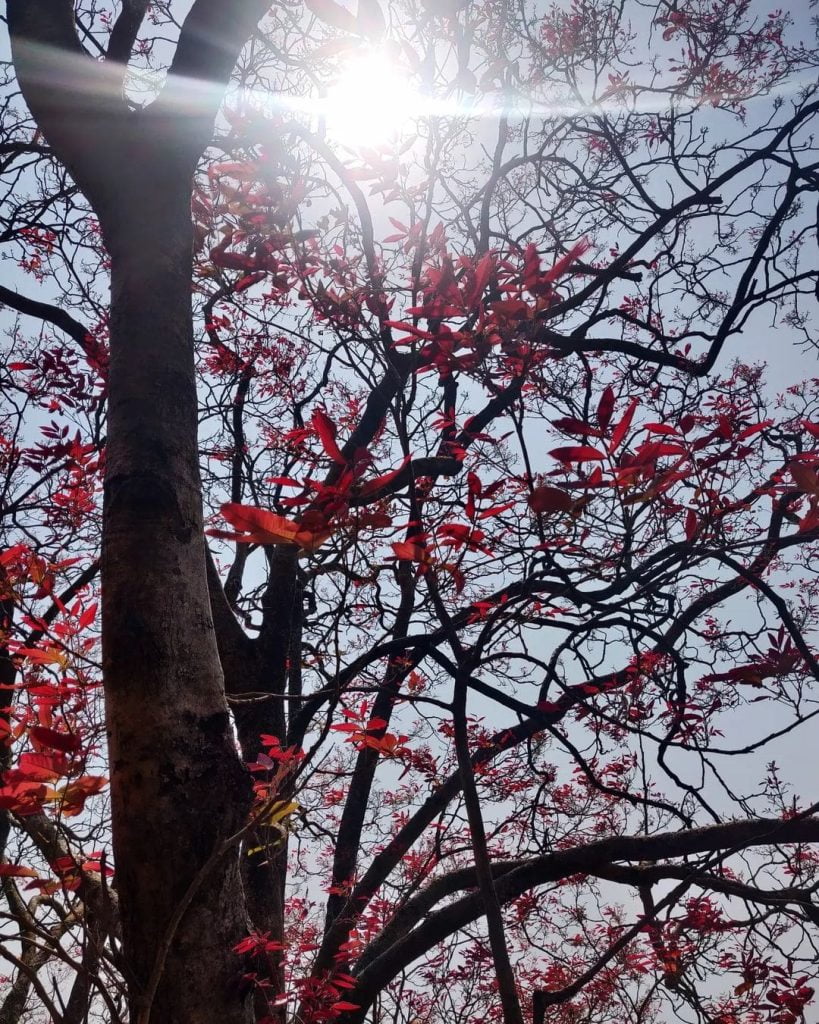 Beautiful Flowers on a Tree at Bhimashankar Mountain