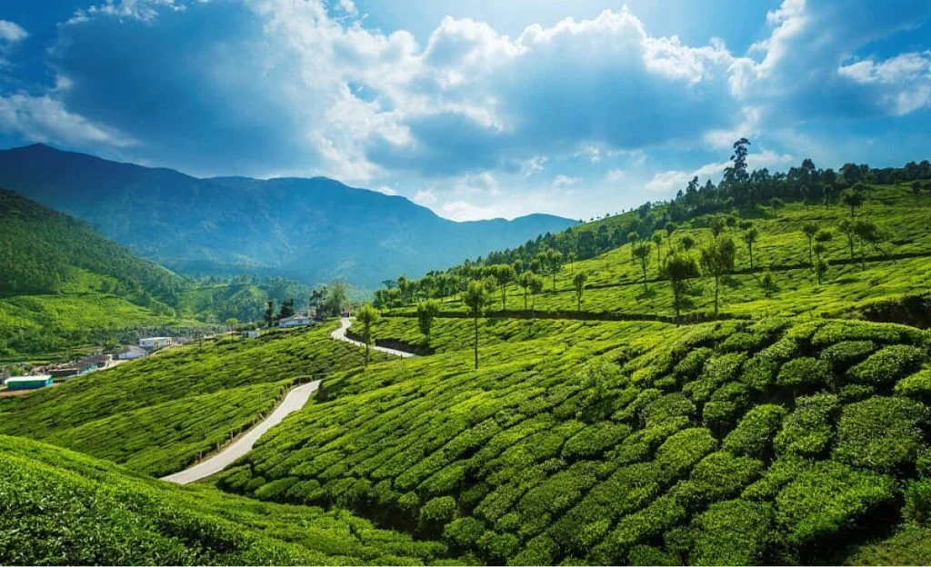 Munnar Tea Plantations - Places To Visit in Kerala