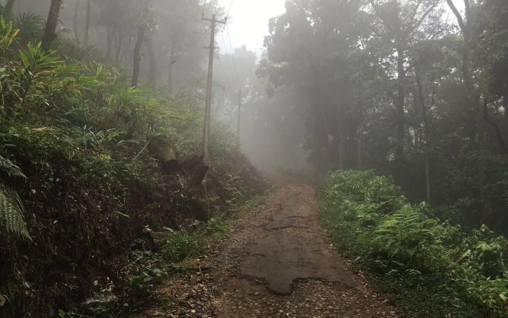 Way Through Jungle at Tadiandamol Trek